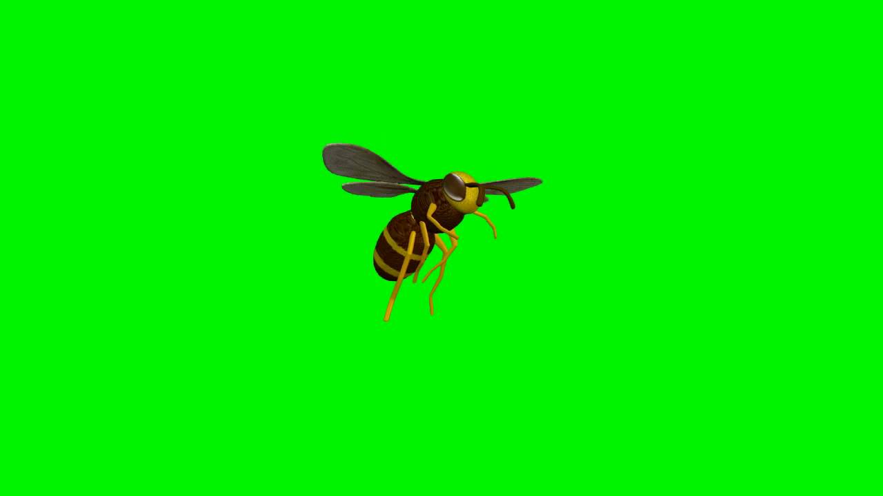 Bee Flying - Green Screen Animation - YouTube