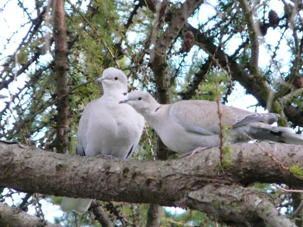 two-doves-together.JPG