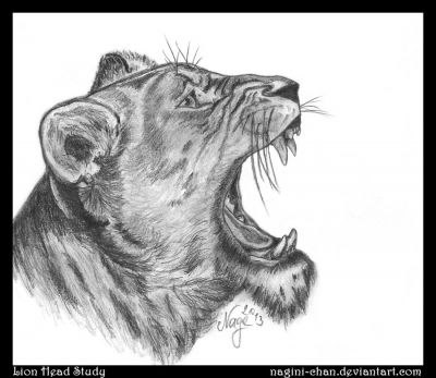 Open Mouth Angry Lion Head Drawing | Coloring Pages