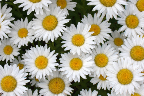 Bad Daisies | Mountain Plover