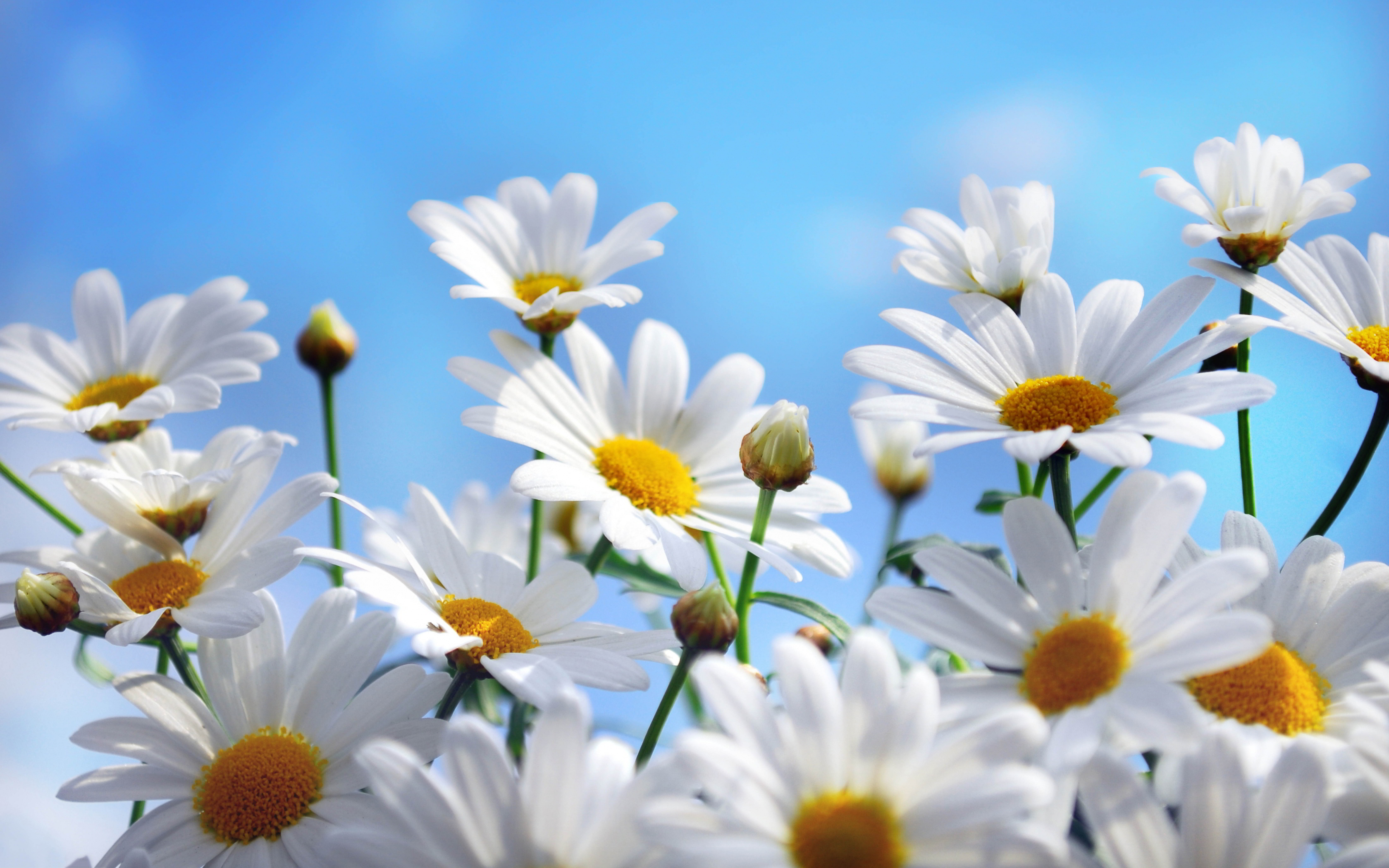 Daisies summer #6954215
