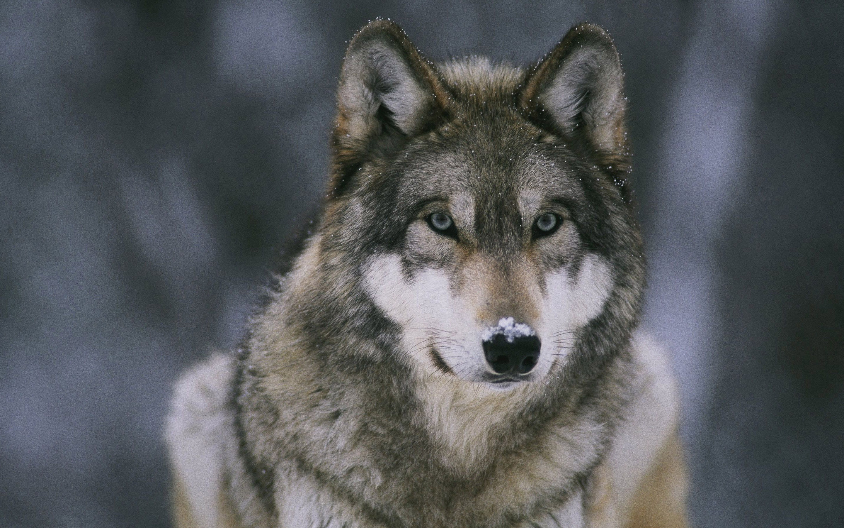 Wolf stress. Волкособ. Волк. Красивый волк. Волк картинка.