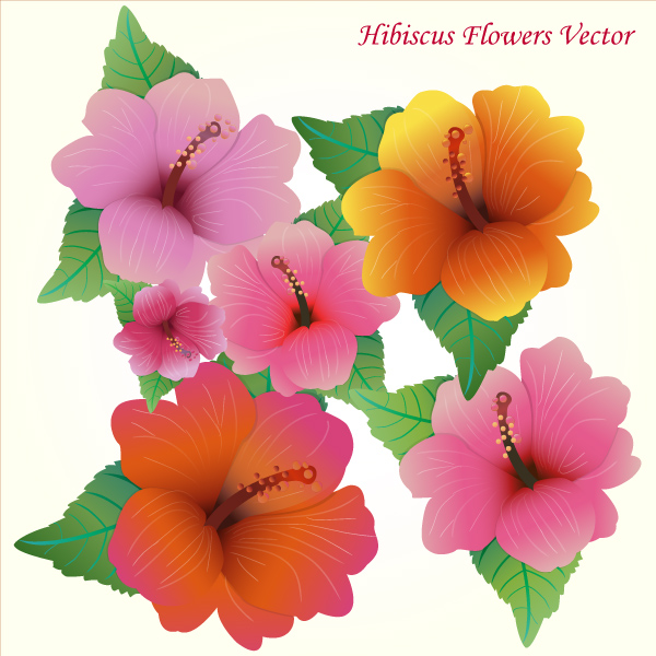 Hibiscus Flowers Vector Art Free | Free Vector Flowers Download