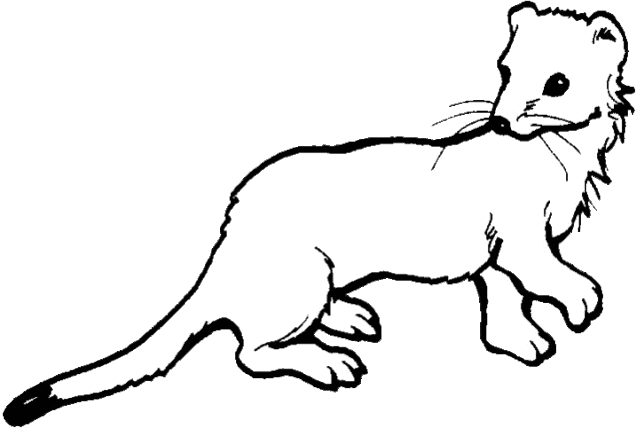 Weasel Clip Art | Clipart Panda - Free Clipart Images