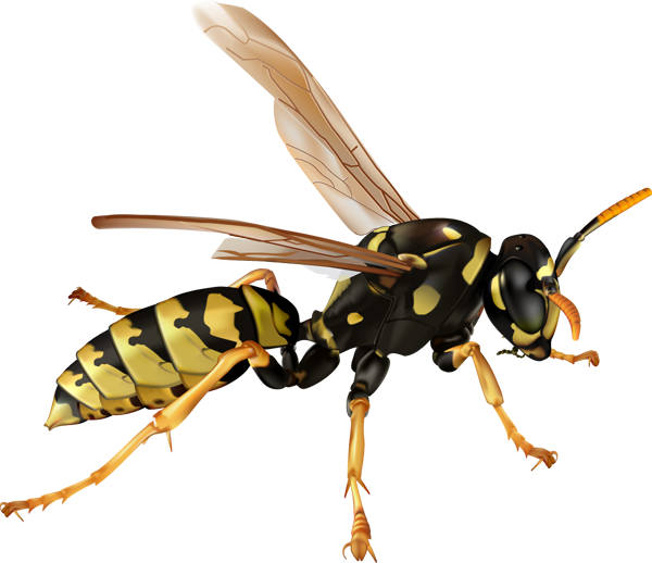 Wasp Clip Art - Cliparts.co