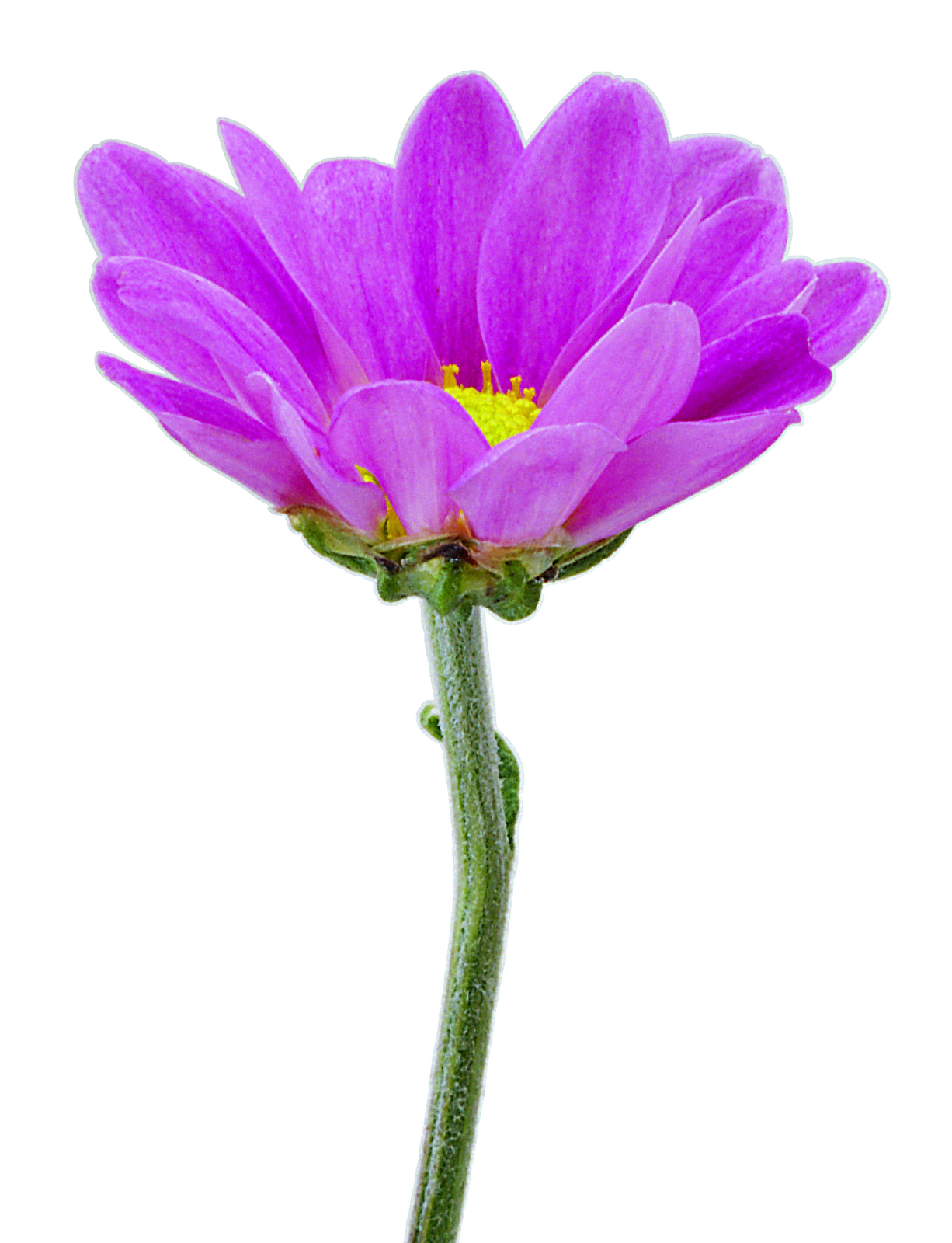 Flower Graphic Png - ClipArt Best