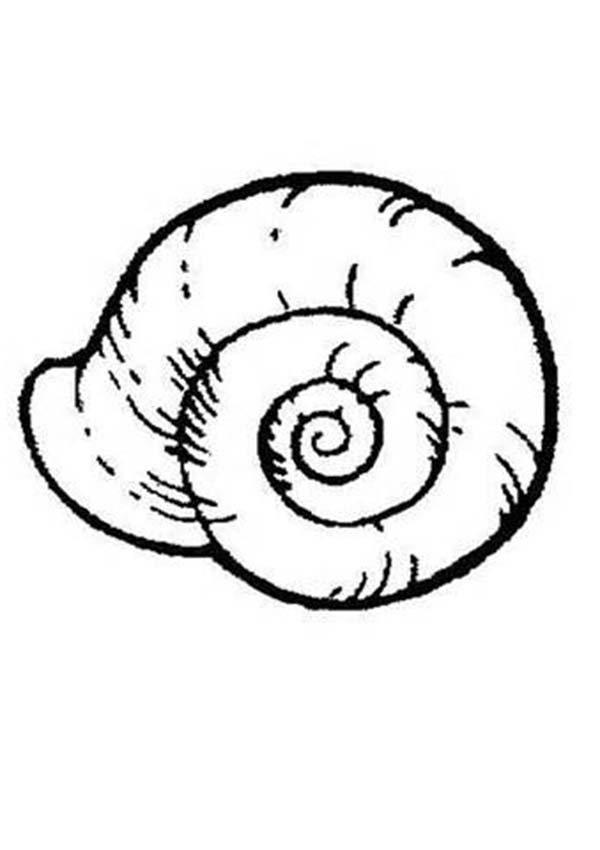 Sea Shell Coloring Page