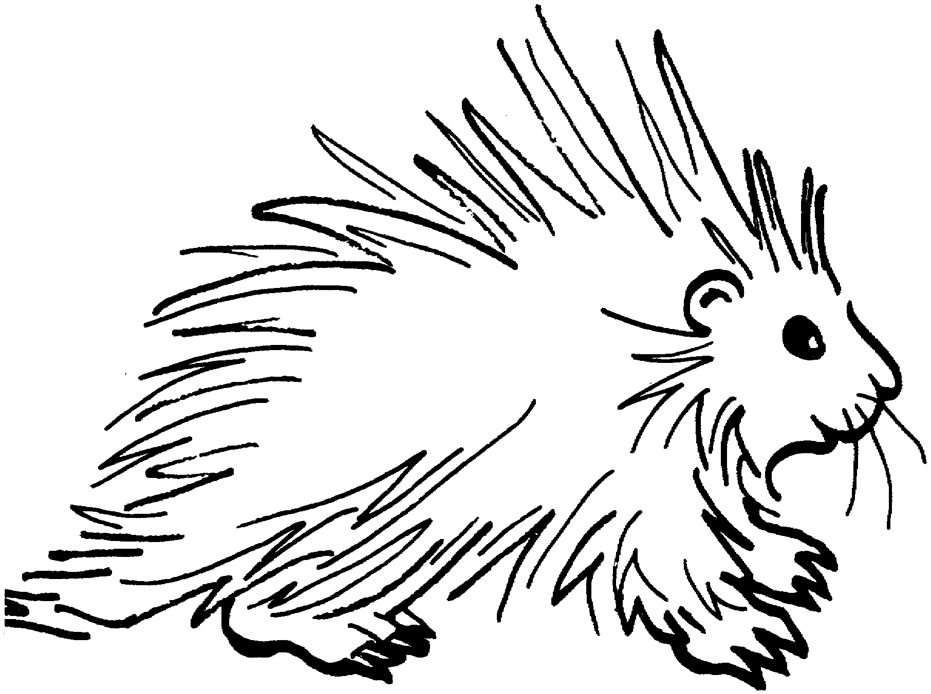Free Porcupine Coloring Pages