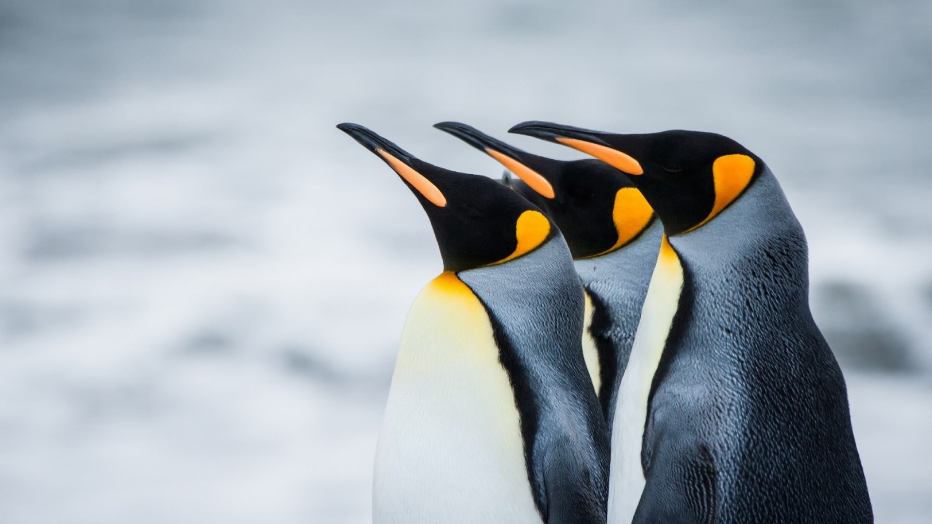 Penguins Wallpaper #6982923