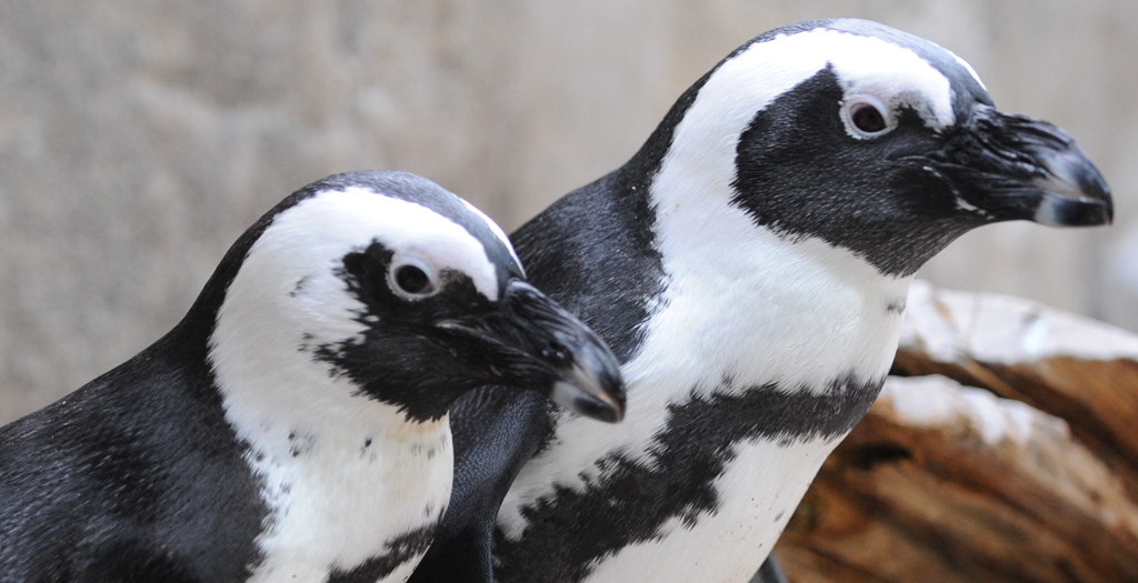 Penguins Exhibit | Audubon Nature Institute