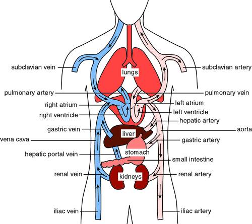 bioworldcandor - The human Circulatory system