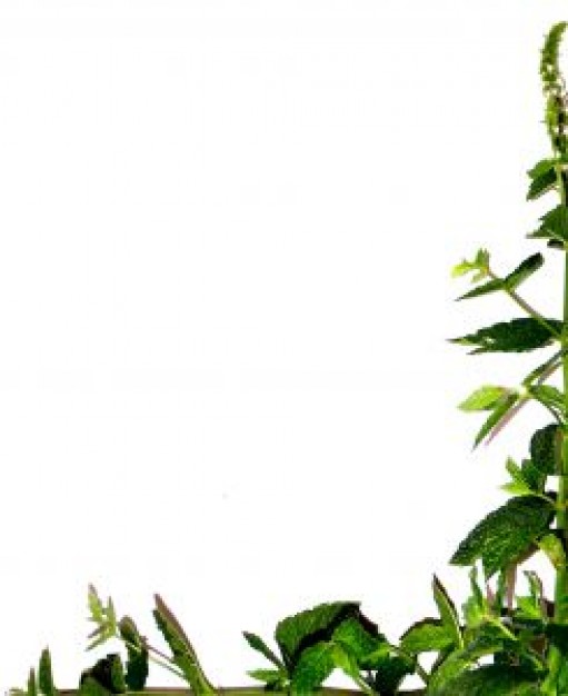 border Photo | Free Download
