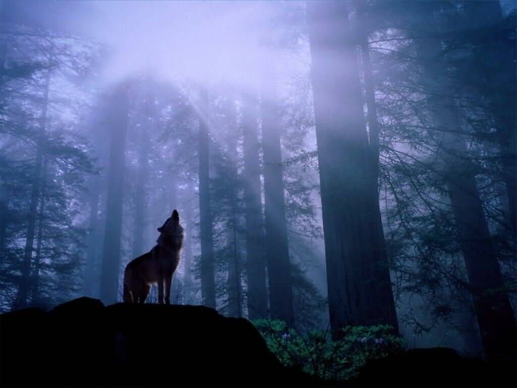 Wolf Pictures :: Gray Wolf Howling