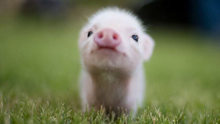 tea cup pigs | Teacup Pig Wallpaper Piglet in the world. | tea cup ...