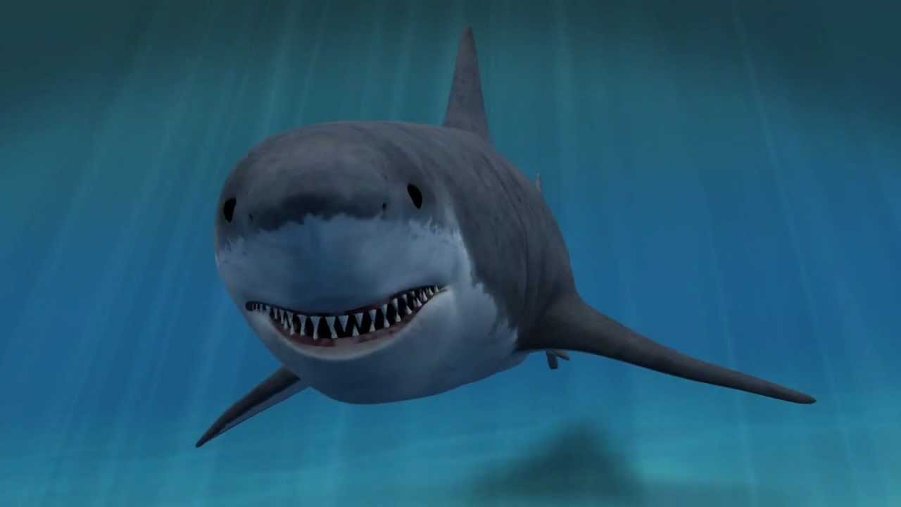 Greate White Shark Animation 3D - YouTube