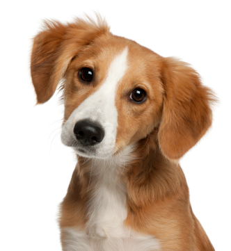 Whipworms | Pets & Parasites: The Pet Owner's Parasite Resource