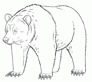 How to Draw Grizzly Bears, Step by Step, forest animals, Animals ...