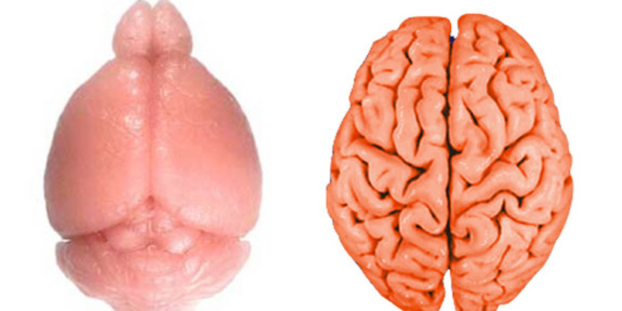 Here s how the human brain gets its wrinkles cliparts co