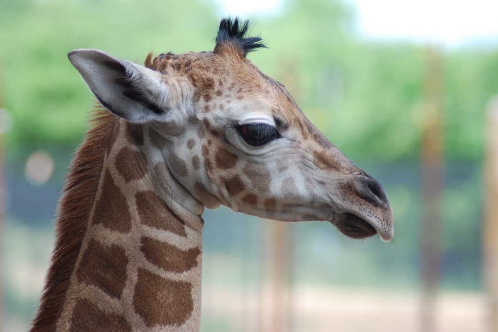 Zoo Animals :: Dickerson Park Zoo