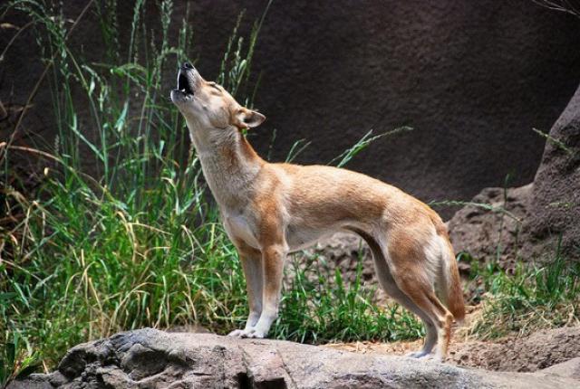 4 Animals You Can Only Find in Zoos | Mental Floss
