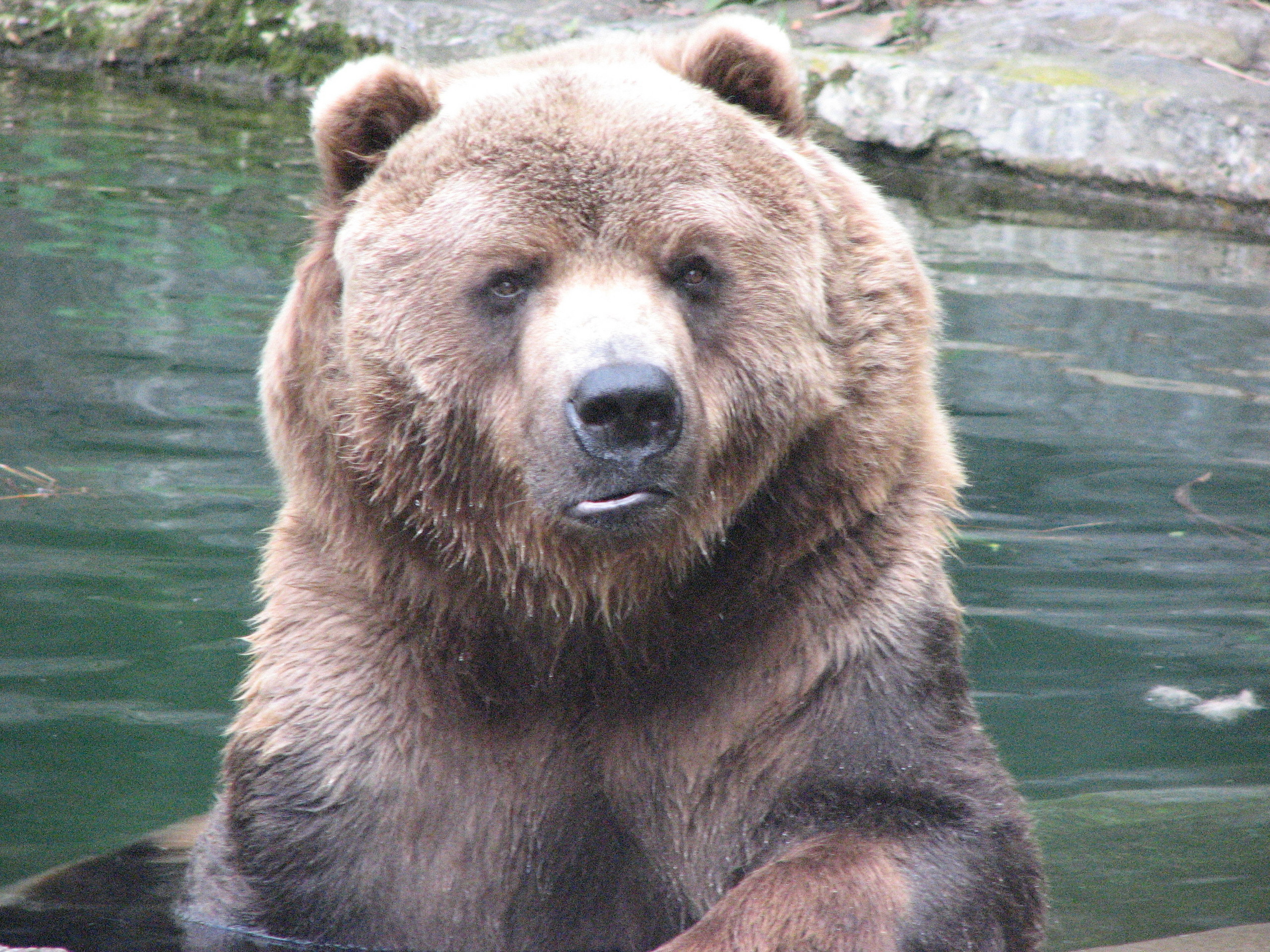 Pics from the zoo - Animals Photo (1674830) - Fanpop