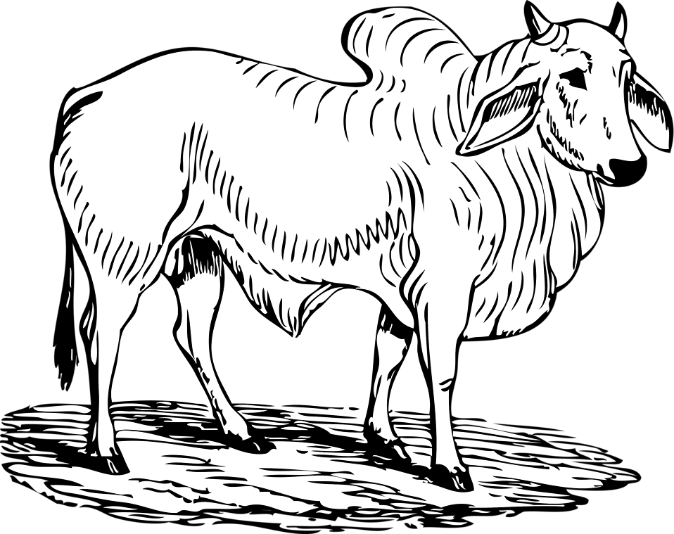 Free Stock Photos | Illustration of a brahma bull | # 11010 ...