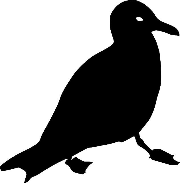 Seagull Outline Clip Art