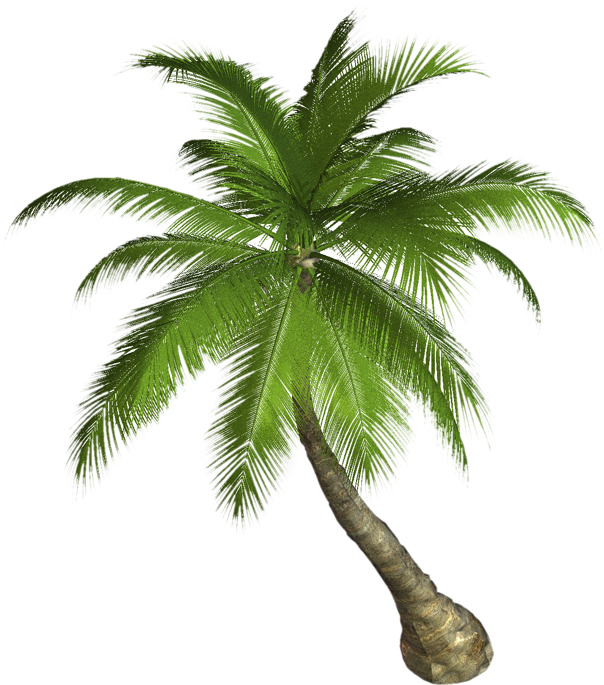 Palm tree PNG images, download free pictures