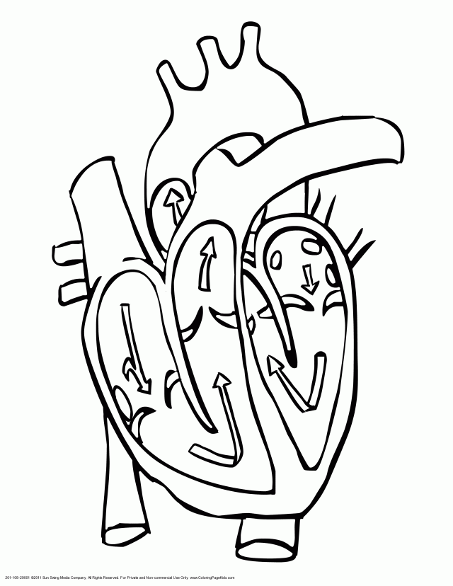 Human Heart Coloring Pages Free Coloring Pages For Kids 109790 ...