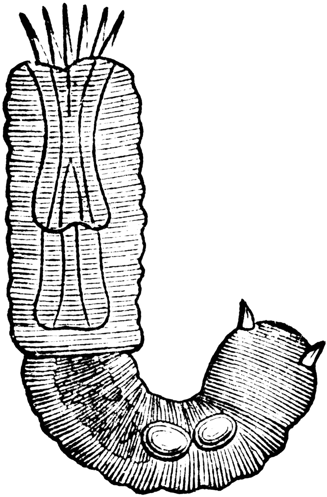 Gordian Worm | ClipArt ETC