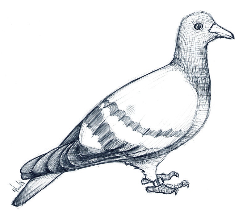 deviantART: More Like Pigeon Tattoo design by A-