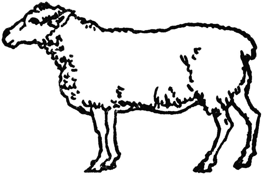 Sheep Line Drawing - ClipArt Best