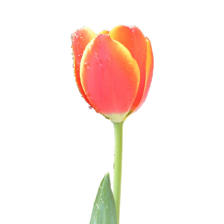File:Tulip single upright.PNG - Wikimedia Commons