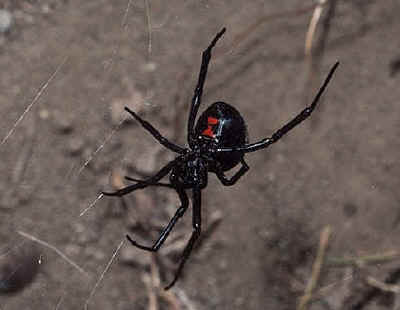 Spider Facts - Black Widow Spider