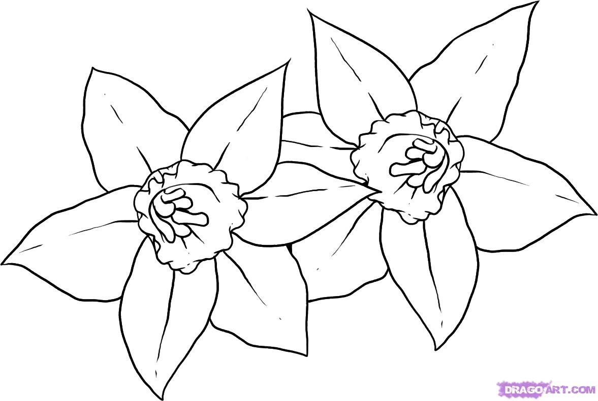 How to Draw Daffodils, Step by Step, Flowers, Pop Culture, FREE ...