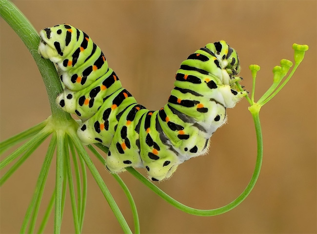 caterpillar.jpg