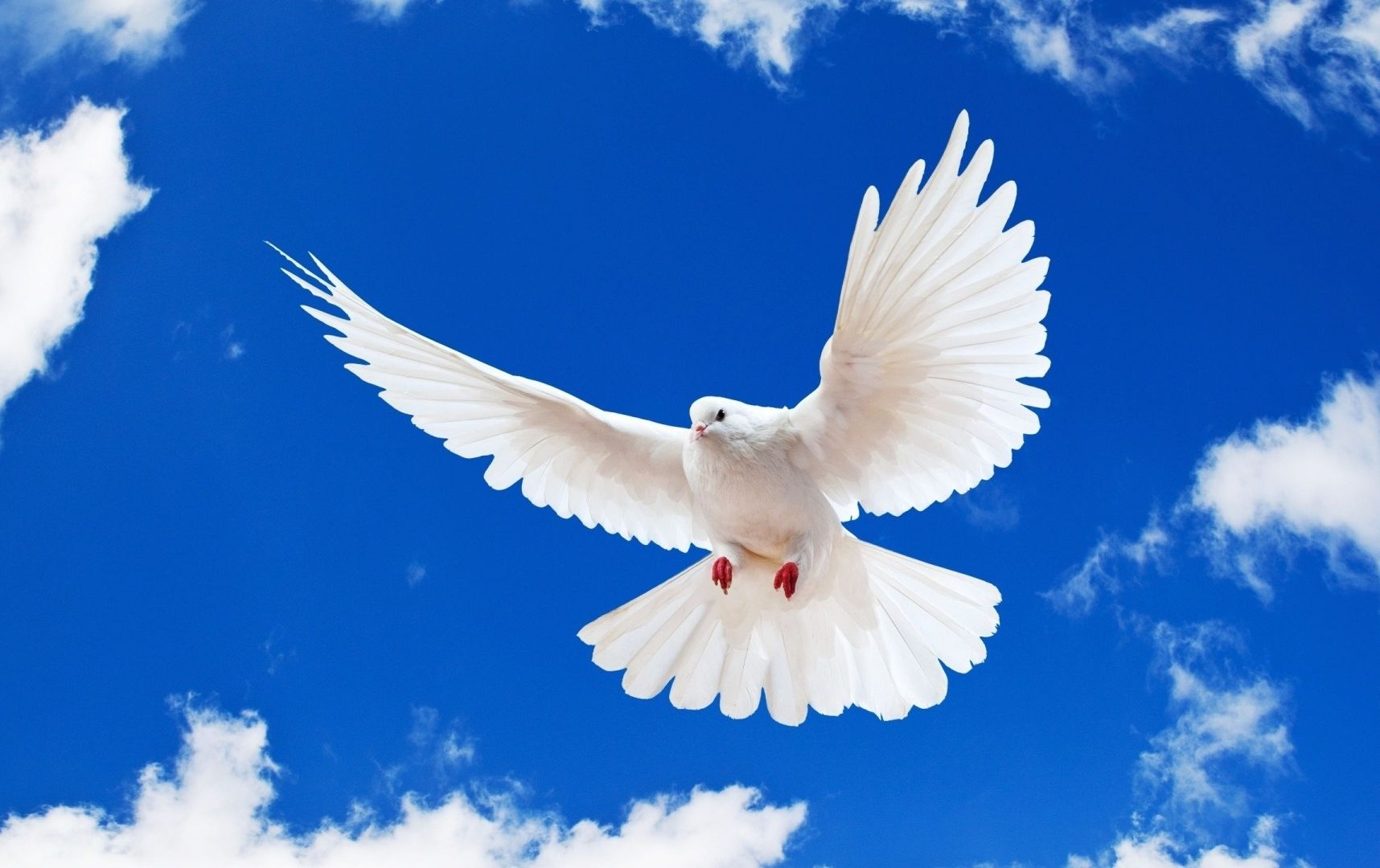 White Dove Desktop Wallpaper | White Dove Photos | Cool Wallpapers