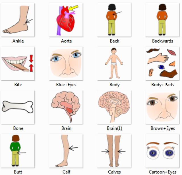 Human body parts picture: Parts of the human body for kids