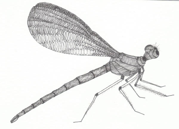 Dragonfly drawings « Abigail Edwards