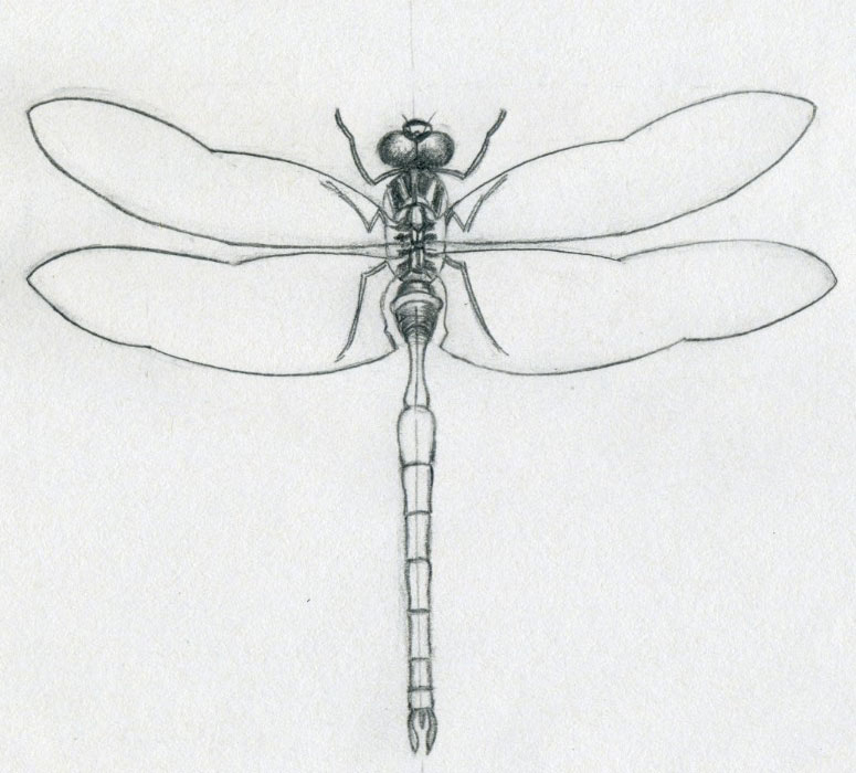 dragonfly-drawings08.jpg