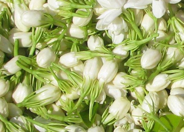 SAMPAGUITA,NATIONAL FLOWER IN THE PHIL'S. - Pictify - your social ...