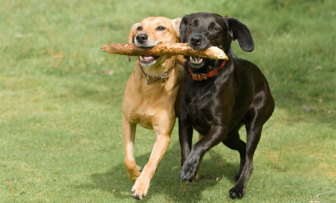 Dog Boarding & Lodging - Willow Wood Pet Resort & Training Center ...