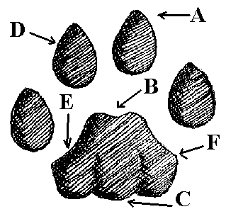 Canine vs. Feline Tracks - How to tell the difference between them.