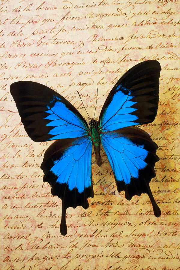 Blue Butterfly On Old Letter by Garry Gay