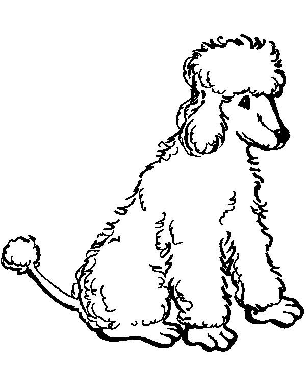 Coloring sheets - Nova's Standard Poodles
