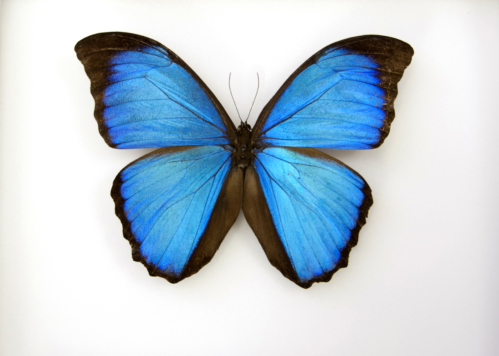 121220_butterfly_blue300.jpg