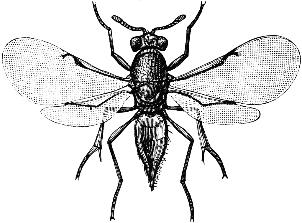 Parasitic Wasp | ClipArt ETC