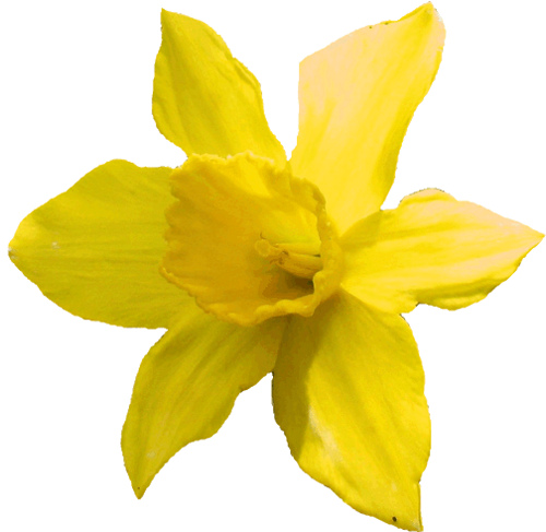 daffodil clipart lge 15 cm | Flickr - Photo Sharing!