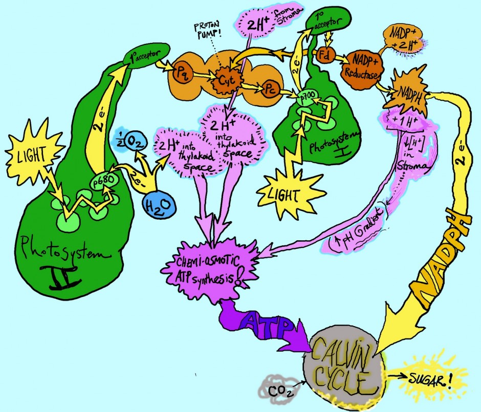 AP Biology Tutorblog Light Reactions Of Photosynthesis New 291040 ...