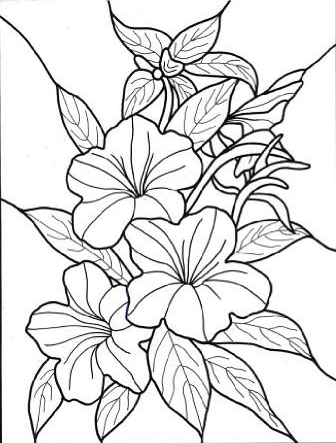 Garden And Flower Coloring Pages For Adults | Free coloring pages ...